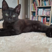 BALOU, chat à adopter