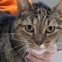 TCHOUPI, chat à adopter