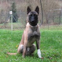 TOKYO, chien à adopter