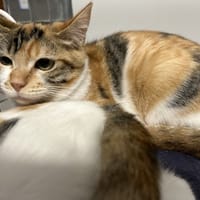 MERCREDI, chatte à adopter