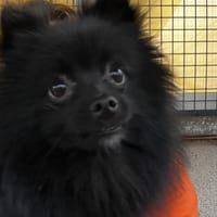 TAZ VAA, chien à adopter