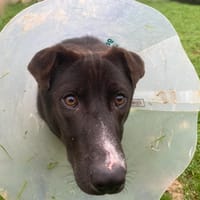 NITRO, chien à adopter