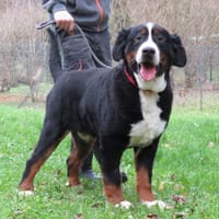 SYRNOS, chien à adopter