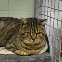 SPATHY, chat à adopter