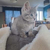 plume, chatte à adopter