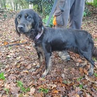 MOON, chienne à adopter