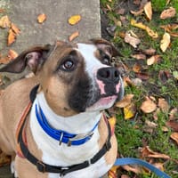 TORNADE, chienne à adopter