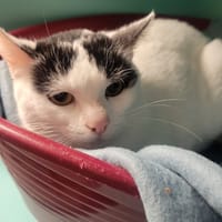 WALIE, chatte à adopter