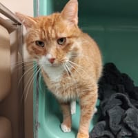 Aslan pab28370, chat à adopter