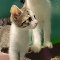 YOLO, chatte à adopter