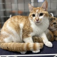 WEDNESDAY, chat à adopter