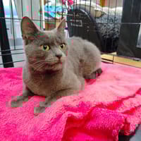 ROMY, chatte à adopter