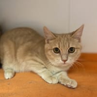 SUNA-AKA, chat à adopter