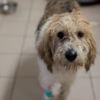 HAILEY, chienne à adopter