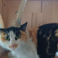 ROSIE, chatte à adopter