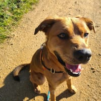 Wallace, chien à adopter