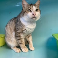 Velvet [FeLV+], chat à adopter