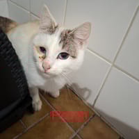 Flocon, chat à adopter