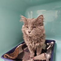POUMMY, chatte à adopter