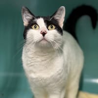 Lila CAB4960, chatte à adopter