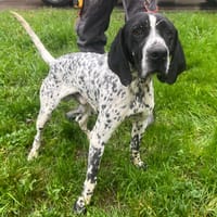 SCOUBI DOU, chien à adopter