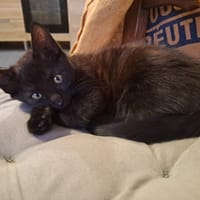 MIRA, chatte à adopter