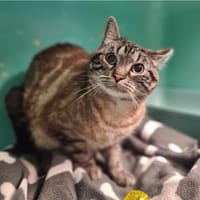 SNOW réservé, chat à adopter