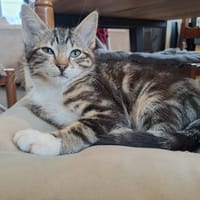 MASHA, chatte à adopter