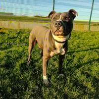 Marley, chien à adopter