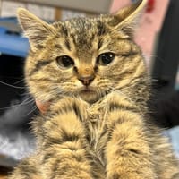 MOUFLETTE, chatte à adopter