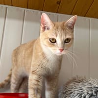 DANETTE, chatte à adopter