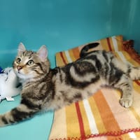 SALEM, chat à adopter