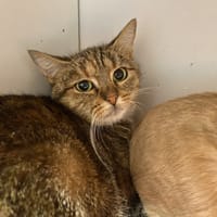 HAI-REN, chatte à adopter