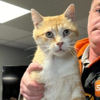 ROUROU, chat à adopter