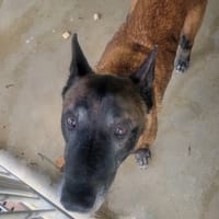 KIRA, chienne à adopter