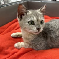 PERLE, chatte à adopter