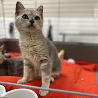 SMOCKY, chat à adopter