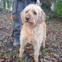 EOLE, chienne à adopter