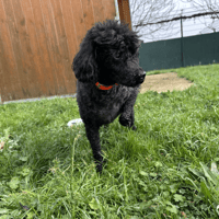 TIBER, chien à adopter