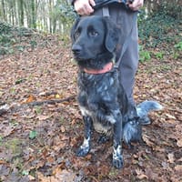 FILOU, chien à adopter