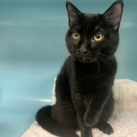 ANIS, chat à adopter