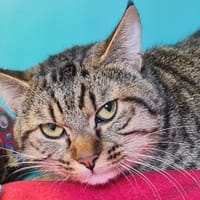 YODA, chat à adopter