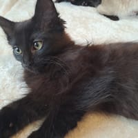 Baguy, chatte à adopter