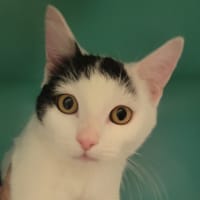 KLAXON, chat à adopter