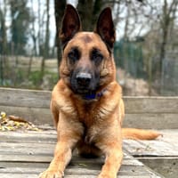 WALY, chien à adopter