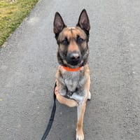 HATCHI, chien à adopter