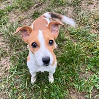 FLY, chienne à adopter