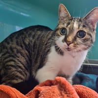 Perle reservée, chatte à adopter