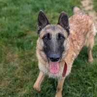 SANDRO, chien à adopter