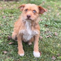 Princesse CAA14441, chienne à adopter